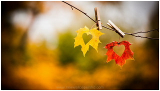 Leaves heart tree branch hanging - anne dunn free wallpaper