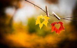 Leaves heart decoration tree branch - branch free wallpaper