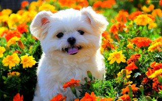 Small white dog field flowers - a small white dog free wallpaper