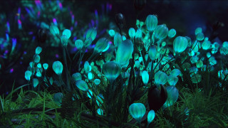 Glowing flowers night sky green - bruce munro free wallpaper