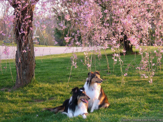 Dogs grass tree pink flowers - sunny day free wallpaper for desktop