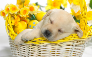 Puppy sleeping basket yellow flowers 2 - a puppy free wallpaper