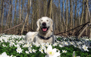 Dog laying field white flowers - sunny day free wallpaper