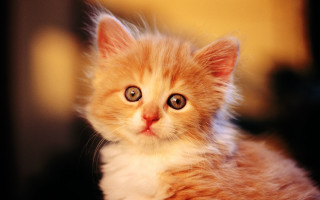 Small kitten big blue eye - a small kitten free wallpaper
