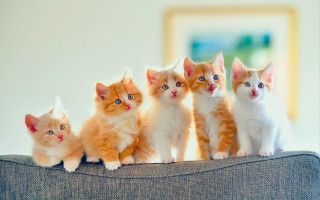 Kittens sitting on couch together - a group of kittens free wallpaper