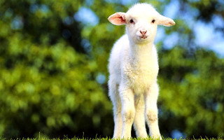 Small lamb lush green field - a lush green field of grass and grass free wallpaper