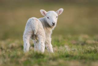 Small lamb grassy field blurry - a blurry background of grass and grass free wallpaper