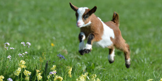 Small goat jumping grass flowers - andrew robertson free wallpaper