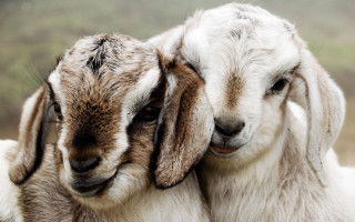 Two goats hugging field grass - free love wallpaper for desktop
