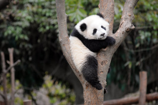 Panda bear sitting tree arms - its arm free wallpaper