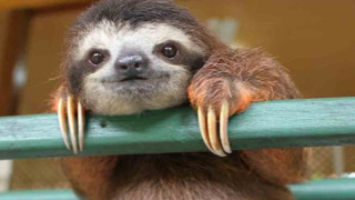 Sloth hanging green rail smiling - cicely free wallpaper for desktop