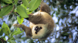 Sloth hanging tree branch leaves - amédée ozenfant free wallpaper
