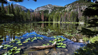 Lake lily pads mountains blue - ansel adams free wallpaper