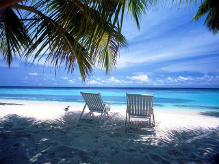 Two chairs beach palm tree 5 - two chair free wallpaper