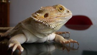 Lizard closeup table red object 3 - dragon! free wallpaper
