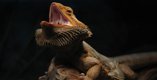 Lizard mouth open wide open - a lizard free wallpaper