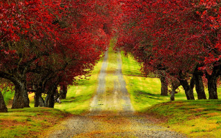 Autumn leaves path forest field - the road free wallpaper