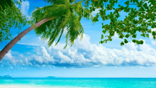 Palm tree beach blue sky 6 - a blue ocean free wallpaper