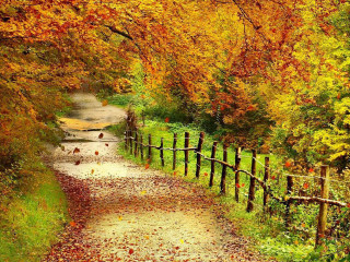 Path woods fence trees leaves - a fence and trees free wallpaper