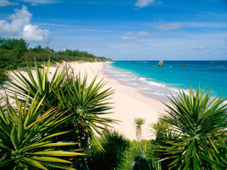 Beach sandy shore palm trees - free beach wallpaper for desktop