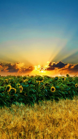 Sunflower field sunset clouds sky - arthur quartley free wallpaper for mobile