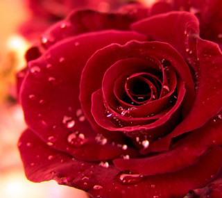 Red rose water droplets close - water droplet free wallpaper for tablet