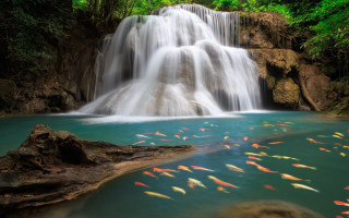 Waterfall fish trees background swimming - a waterfall in the middle free wallpaper