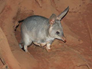 Small animal cave desert night - a small animal standing free wallpaper