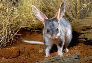 Small gray white animal dirt 2 - animal standing free wallpaper