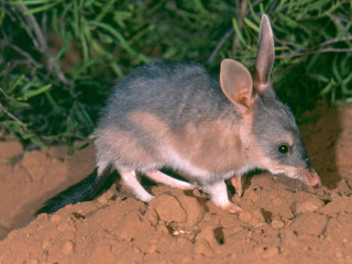 Small animal dirt field bush - small leaf free wallpaper