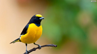 Yellow black bird branch ecological - a branch free wallpaper for desktop