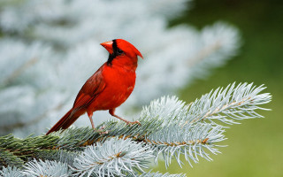 Red bird pine tree branch - needle and needles free wallpaper