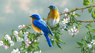 Birds branch flowering tree colorful 2 - yellow wing free wallpaper