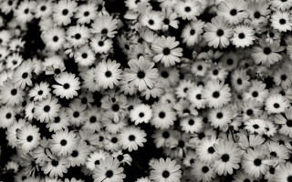 White flowers black centers bouquet - claire hummel free wallpaper