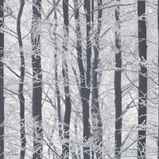 Black white forest snow branches - free winter wallpaper for tablet