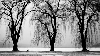 Person bench tree lake walking - chen rong free wallpaper