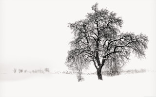Tree field snow sky clouds - a few tree free wallpaper