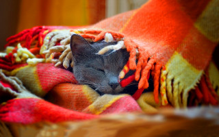 Sleeping cat blanket head closed - a blanket free wallpaper for desktop