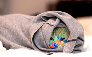 Cat blanket bed collar tag - visible free wallpaper