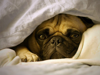 Dog blanket bed white sheets - under a blanket free wallpaper
