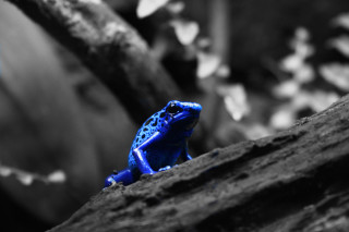 Blue frog rock woods macro - a rock free wallpaper