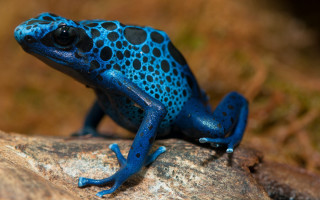 Blue black frog rock grass - frog free wallpaper