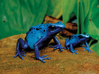 Blue frogs rock garden green - an illustration free wallpaper