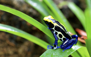 Blue yellow frog green leaf - free nature wallpaper