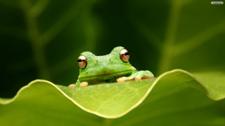 Green frog leaf water drops - top of a leaf free wallpaper
