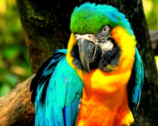 Colorful parrot forest bird fire - a colorful parrot free wallpaper