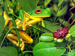 Frog branch flower leaf red - a branch free wallpaper for desktop