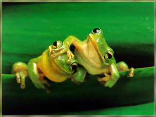 Two green frogs leaf water - andries both free wallpaper