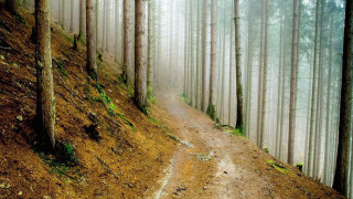 Dirt road forest trees fog - a dirt road in the middle of a forest free wallpaper