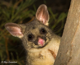Small animal tongue out tree - a blurry background of leaves free wallpaper